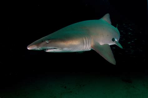 Gray Nurse Shark Scuba Diving Photography Nurse Shark Underwater