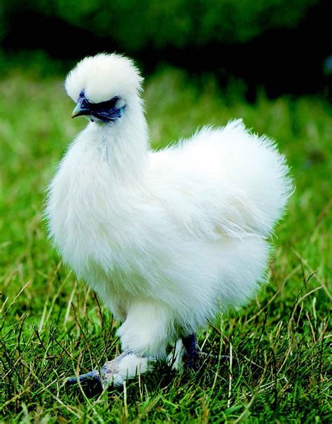 The Top 10 Chicken Breeds For Kids Rare Chicken Breeds Chickens