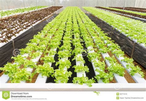 Organic Hydroponic Vegetable Farm Stock Photo Image