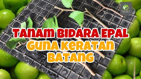 Pokok buah apple bidara sesuai dengan cuaca malaysia3. CARA TANAM BIDARA EPAL GUNA KERATAN BATANG | HOW TO PLANT ...