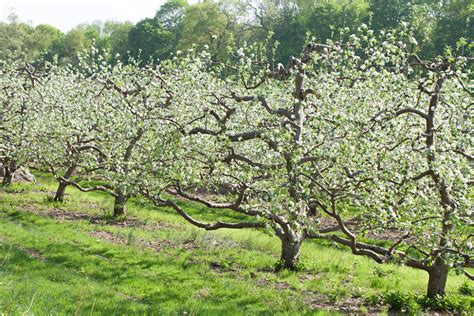 Tree vigor, nitrogen fertilization, and the anticipated Backyard Orchards: Bringing Fruit Trees Back to Iowa ...