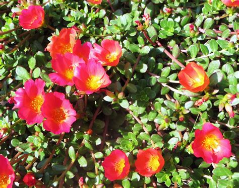Search for instant quality results at helping.com. forty-two windows: plant friday: moss rose, part deux