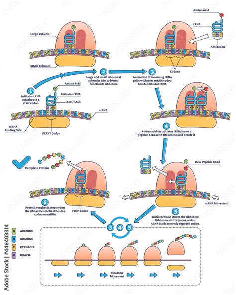 RNA Translation As Process Of Transcription Of DNA To RNA Outline