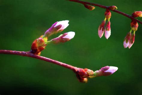 Spring Buds Weeping Cherry Tree Photograph By Tom Mc Nemar