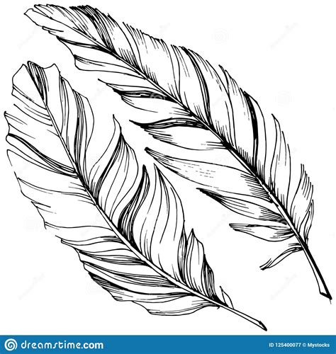 Vector Bird Feather From Wing Isolated. Isolated Illustration Element. Stock Vector ...