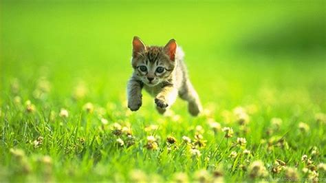 Cat Jumping Running Grass Wallpapers 1366x768 For 1719 Inch
