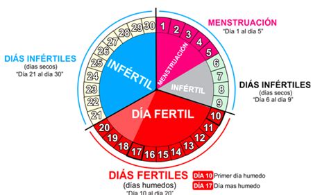 צפוני עגלה בחירות Calcular Los Dias Fertiles De Un Hombre סטרטפורד באבון להתחבא ללא מגע