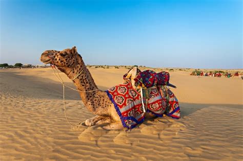 Hermosa Mujer Haciendo Una Patas De Camello Pose Descargar Fotos Gratis