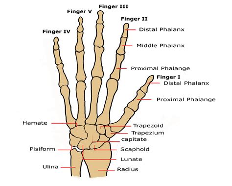 Posterior View Of A Human Wrist And Hand Partes Del Cuerpo Cuerpo