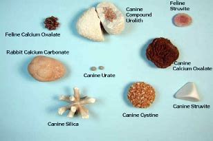 Some cats with bladder stones may show no signs at all. What Types of Bladder Stones Are There, Part 2/2 ...