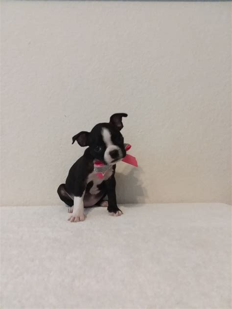 Boston terriers are highly allergic and in south texas lepto viruses are not prevalent. Boston Terrier Puppies For Sale | San Antonio, TX #306528