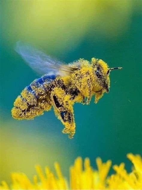 Hot And Steamy Bee Sex Nsfw Bees