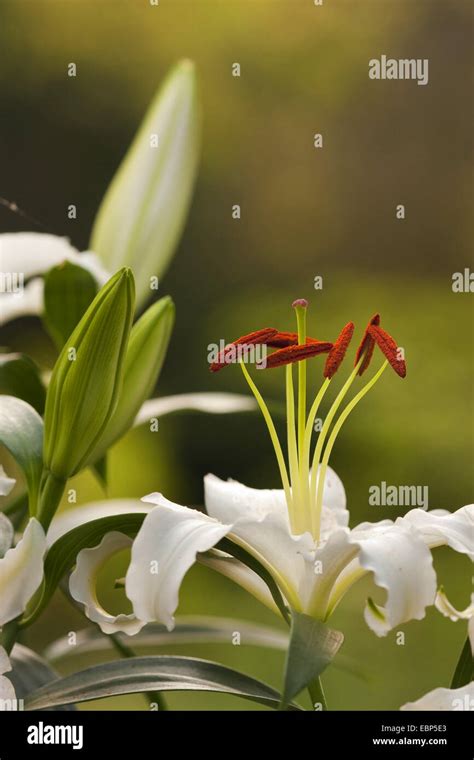 Lily Lilium Spec White Lilies In The Garden Stock Photo Alamy