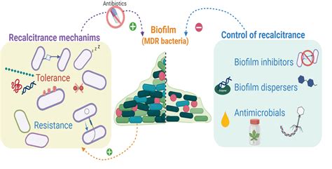 Antibiotics Free Full Text Biofilms As Promoters Of Bacterial