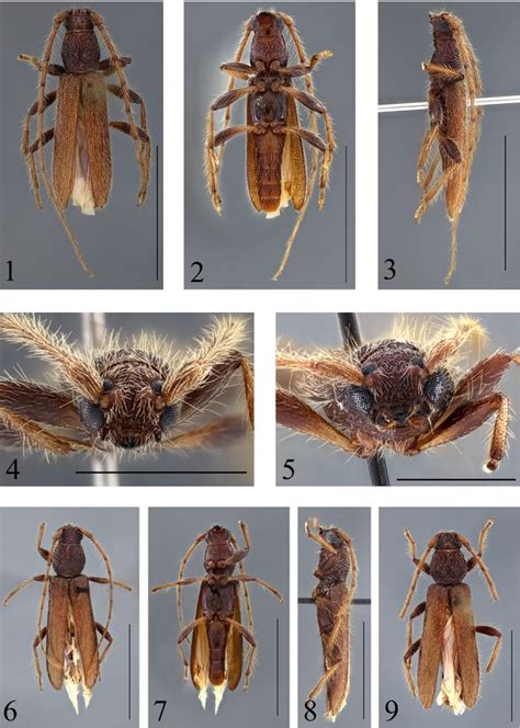 La Familia Cerambycidae Insecta Coleoptera En Colombia Juan Pablo