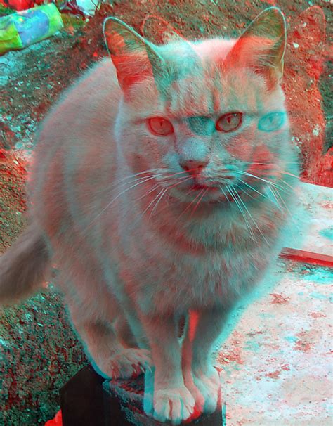 Cat D Anaglyph Red Blue Glasses To View Steve Woodmore Flickr