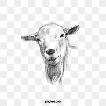 Sheep Head Hd Transparent Black White Hand Drawn Line Drawing Of A