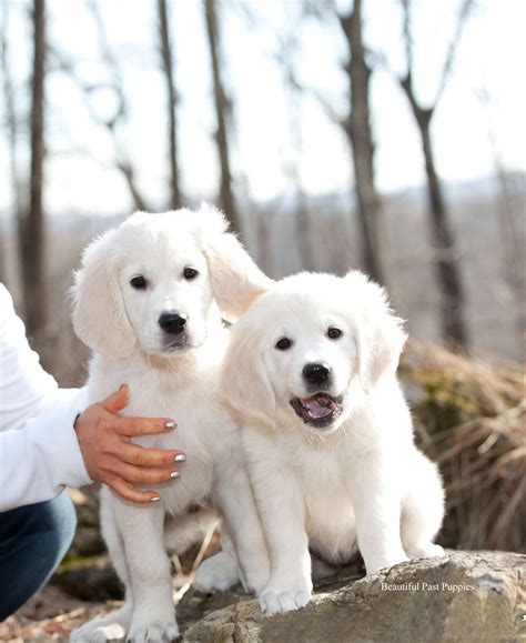 √√ White Golden Retriever Gauteng South Africa Buy Puppy In Your Area