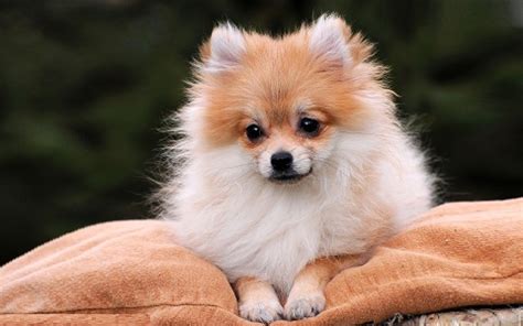 Chiens et chiots de race pinscher nain. Deutscher Spitz - Spitz allemand - Loulou de Poméranie ...