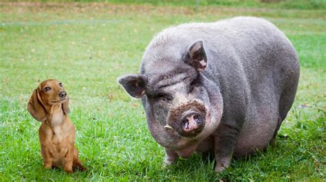 Omg Too Cute This Weiner Dog And Potbelly Pig That Became Bffs After