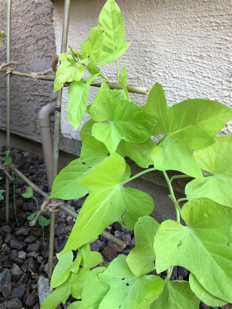 Wide green fence company cedar raised garden beds, creating a place for your plants to climb to new heights, and a barrier from unwanted. How to Build a Bamboo Trellis - Rebooted Mom