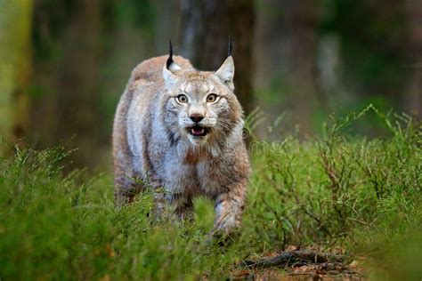 Wildlife Scene From Nature Walking Eurasian Lynx Animal Behaviour In