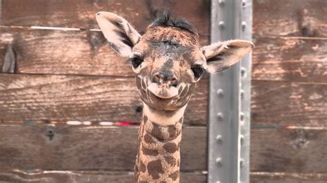 Baby Giraffe At The Zoo Youtube