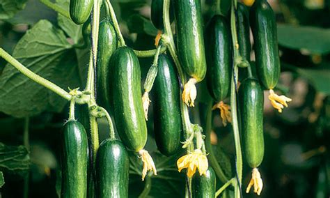 Now get out there and grow your best crop ever! Plant of the week: Cucumber 'Cucino' | Life and style ...