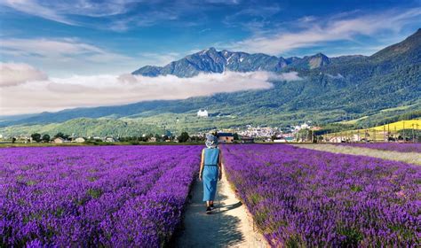 Visit Japan A Walk Through Hokkaidos Furano Lavender No Mori