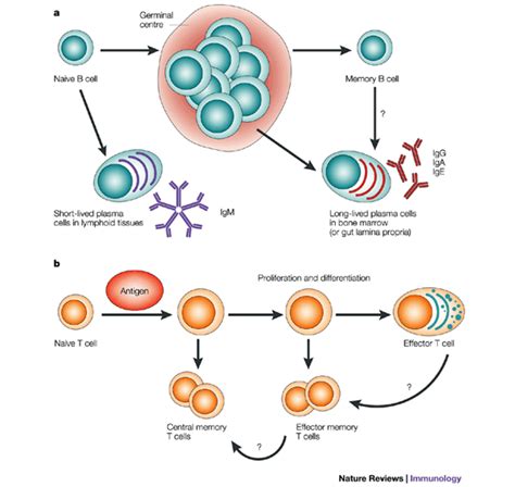 Humoral And Cell Mediated Immunity Immune System