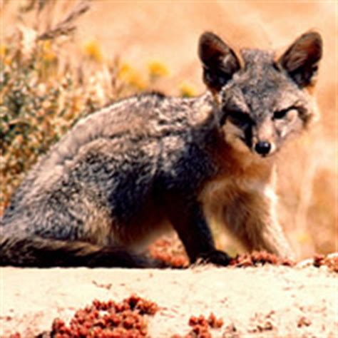 There isn't much of a physical difference, it's all internal. 110 Success Stories for Endangered Species Day 2012