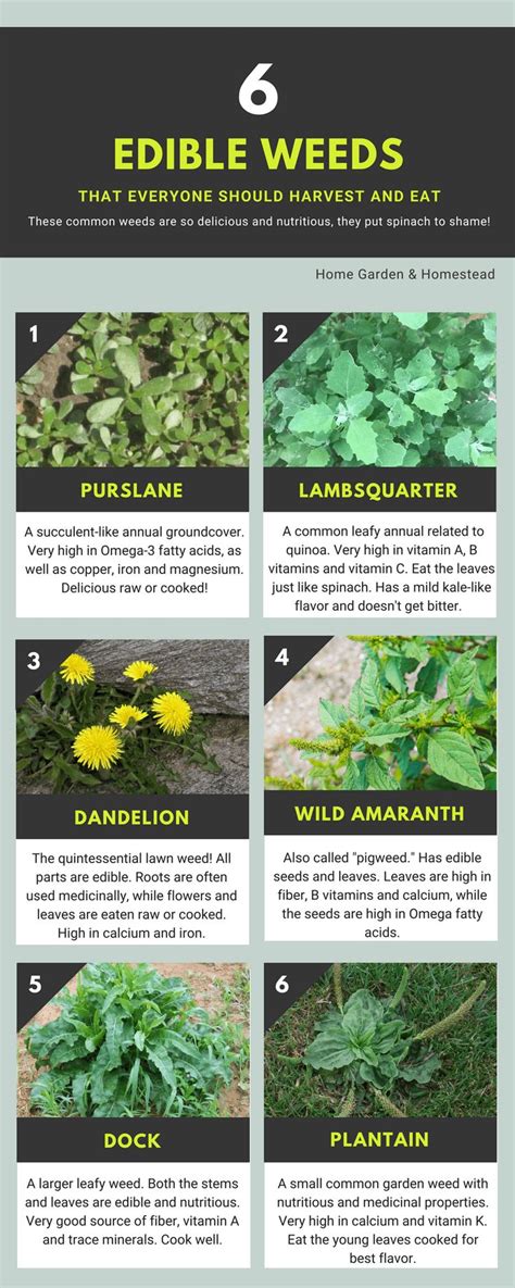 An Info Sheet Describing How To Grow Edible Weeds In The Garden And