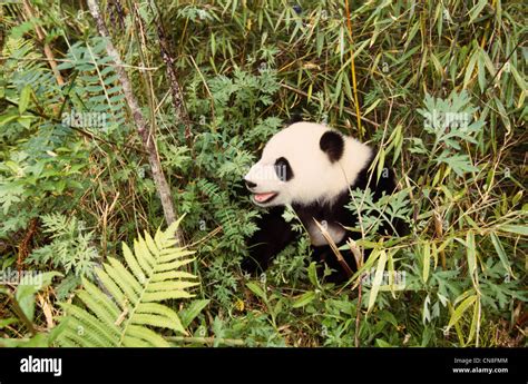 Panda Cub In The Bush Wolong Sichuan China Stock Photo Alamy