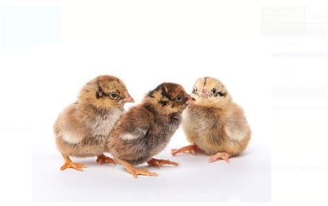 Cronish Multicolored Small Size Male And Female Healthy Poultry Farm Aseel Chicks 13 Day Age