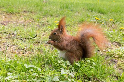 Reddish Brown Squirrel Eating Nut On Green Grass Stock Image Image Of
