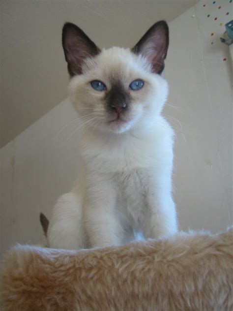 Chocolate Point Siamese Kitten Stormhaven Can Produce All Four