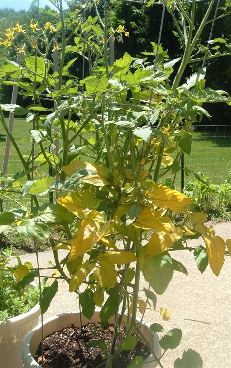 Tomato Plants Turning Yellow Plant Ideas