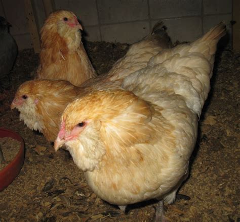 Top Rare Heritage Chicken Breeds And Why They Re My Favourites PetHelpful