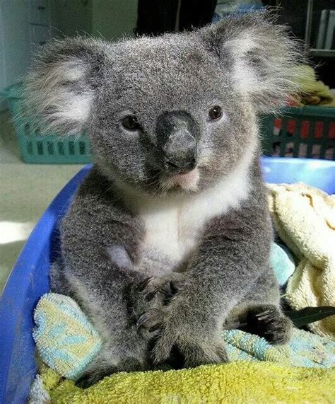 This Is The Cutest Thing I Have Ever Seen It Is A Koala Recuperating