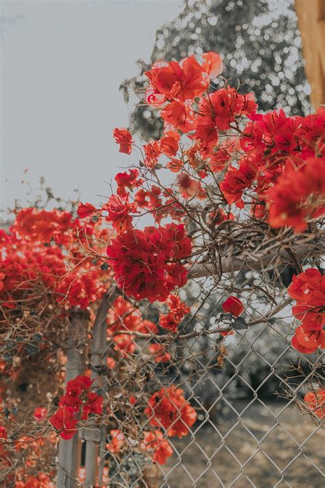 Flowers Everywhere Collage Vintage Flower Aesthetic Red Aesthetic