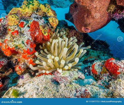 Anemone In Coral Reef Stock Image Image Of Saltwater 111597773