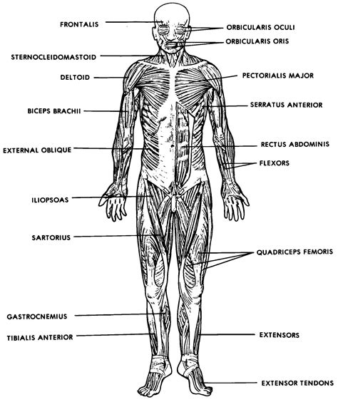 Anatomy Of Muscle Structure Labeling