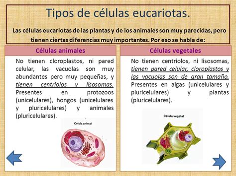 Cuadro comparativo entre la celula eucariota y procariota. Cuadros comparativos de células Procariotas y Eucariotas ...