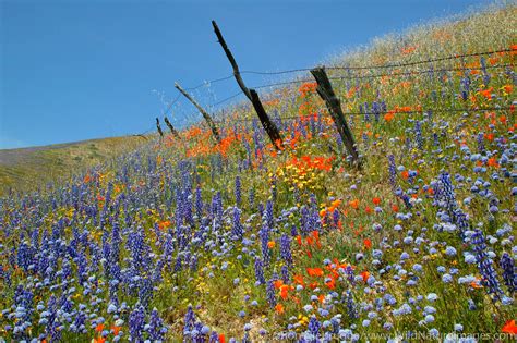 Wildflowers Gorman California Photos By Ron Niebrugge