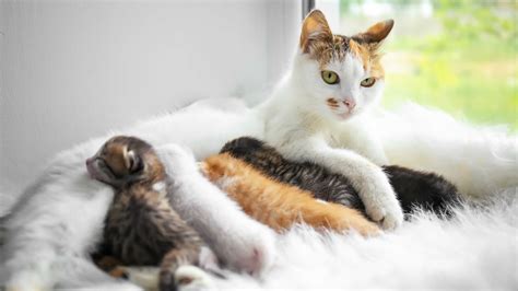 Can Cats Get Pregnant While Nursing