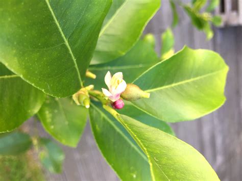 Vor allem der nutzgarten wünscht nun unsere aufmerksamkeit und wir können. Mein Garten im Mai - chez Kim-Joëlle