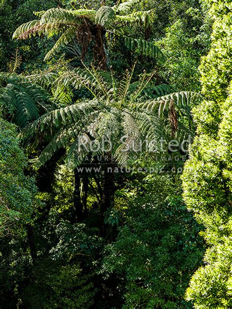 Tree Ferns Amongst Native Forest Mamaku Black Tree Fern