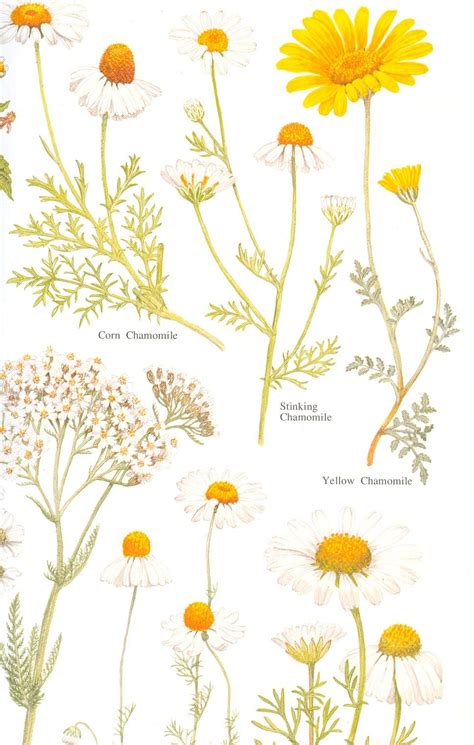 Best 25 easy to draw flowers ideas on pinterest. Chamomile - Uses in Natural Beauty & Skincare | Herb ...
