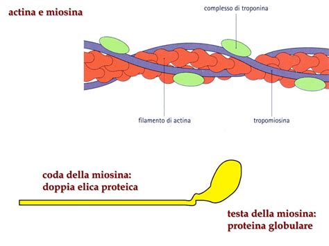 Potenziale D Azione Muscolo Scheletrico - PPT - MUSCOLO SCHELETRICO PowerPoint Presentation, free download - ID