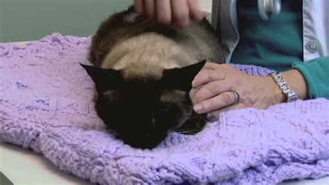 Did you know some people meditate to the sound of cat purrs? What Does It Mean When a Cat Bites You While Purring ...